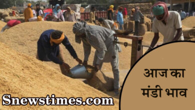 Aaj ka Mandi Bhav : देखें आज 7 मार्च, 2024 का बैतूल मंडी भाव