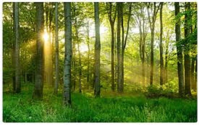 Betul News: उष्ण कटिबंधीय वन अनुसंधान संस्थान द्वारा किए शोध में बैतूल की वन भूमि सबसे हेल्दी, संस्थान द्वारा प्रदेश के 63 वन्य प्रभागों में किया गया था शोध