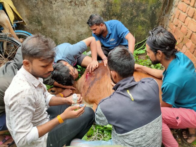 Betul Samachar: घायल गोवंश को देखते थे तो मन में होती थी पीड़ा, पिछले 5 सालों से गौवंश की सेवा में जुटे युवाओं ने बेजुबानों की सेवा को बनाया जीवन का लक्ष्य