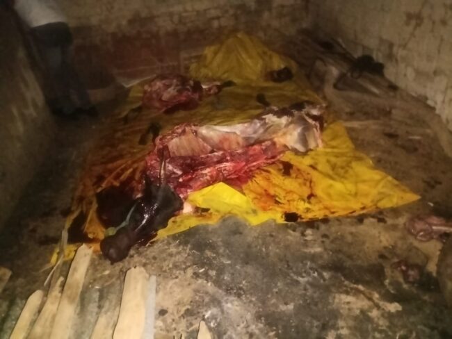 Betul News: रावनबाड़ी में चल रहा था अवैध बूचड़खाना, विहिप के कार्यकर्ताओं ने आधी रात को किया भंडाफोड़, 2 युवकों को पकड़ा, 3 फरार, दो एसडीओपी और चार थानों के टीआई जांच में जुटे, एसपी को खुद कर रहे निगरानी
