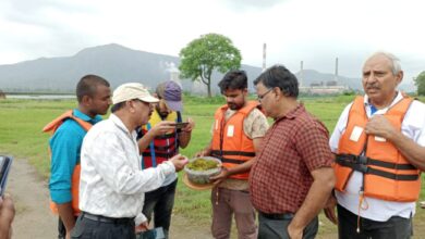 Betul Satpuda Jalasay: सतपुड़ा जलाशय से 95 प्रतिशत नष्ट हुई चाइनीज झालर, पांच सदस्यी वैज्ञानिकों के दल ने किया निरीक्षण