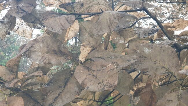 Betul Forest News : सागौन पर कीटों का हमला, हरी पत्तियां नजर नहीं आ रही, पश्चिम वन मंडल की चार रेंजों में जंगल के जंगल साफ, अधिकारी बेखबर