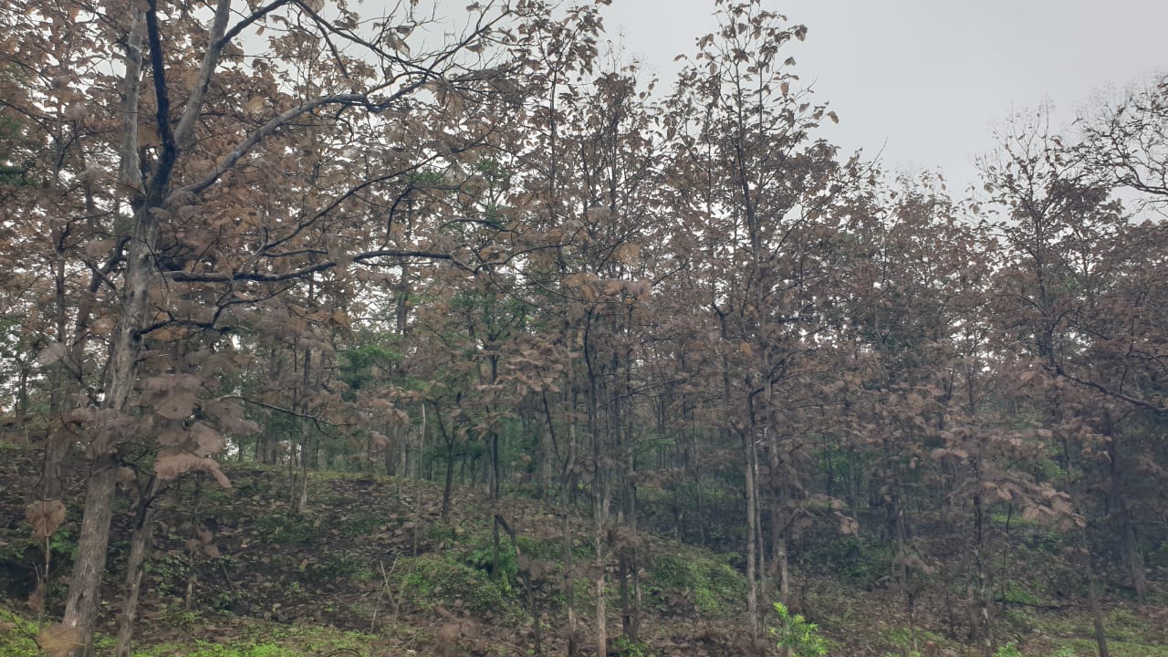 Betul Forest News : सागौन पर कीटों का हमला, हरी पत्तियां नजर नहीं आ रही, पश्चिम वन मंडल की चार रेंजों में जंगल के जंगल साफ, अधिकारी बेखबर