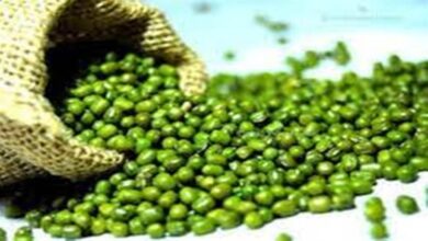 Betul Samachar : मूंग खरीदी का तीन करोड़ अटका भुगतान, बैंकों के चक्कर काटने को मजबूर किसान, अधिकारी गंभीर नहीं