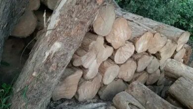 Betul News : दिल्ली की सप्लाई में सागौन के लट्ठे का बड़ा खेल