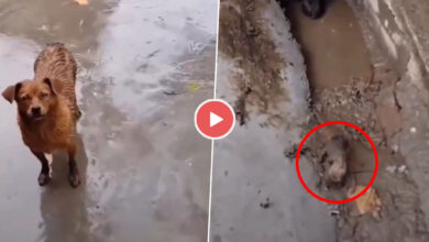 Mother Dog Ka Video: बारिश में भीग रहे अपने बच्चों को बचाने के लिए डॉगी मां ने शख्स से मांगी मदद, देखें दिल को छू लेने वाला वीडियो