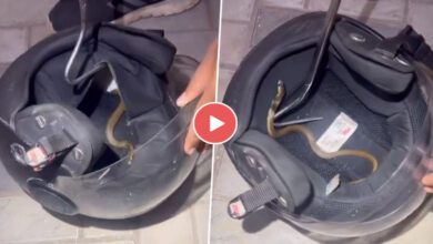 Saap Ka Video : बाइक के हेलमेट के अंदर निकला सांप, जिसे देख लोग हुए हैरान, वीडियो हुआ वायरल...