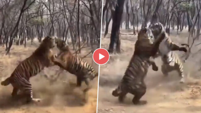 Tigers Fight Video: खुद को श्रेष्‍ठ दिखाने के लिए दो बाघों के बीच हुई भयंकर लड़ाई, देखें हैरान करने वाला वीडियो...