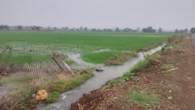 Betul Today News: सापना जलाशय की नहर क्षतिग्रस्त, खेतों में जलभराव से फसलें बर्बाद