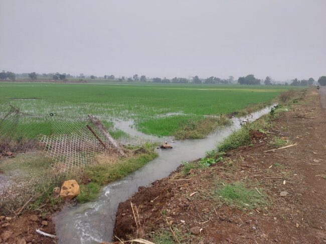 Betul Today News: सापना जलाशय की नहर क्षतिग्रस्त, खेतों में जलभराव से फसलें बर्बाद