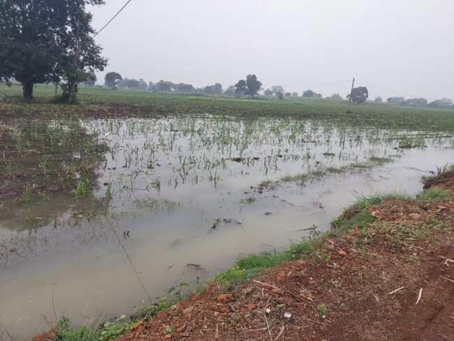 Betul Today News: सापना जलाशय की नहर क्षतिग्रस्त, खेतों में जलभराव से फसलें बर्बाद