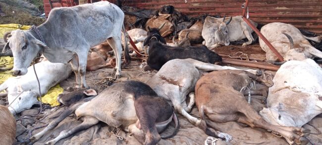 Betul Today News: गेहुबारसा के पास गौवंश से भरा ट्रक पलटा, 19 मवेशियों की मौत, पुलिस की सक्रियता से ट्रक चालक को पकड़ा