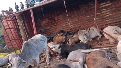 Betul Today News: गेहुबारसा के पास गौवंश से भरा ट्रक पलटा, 19 मवेशियों की मौत, पुलिस की सक्रियता से ट्रक चालक को पकड़ा