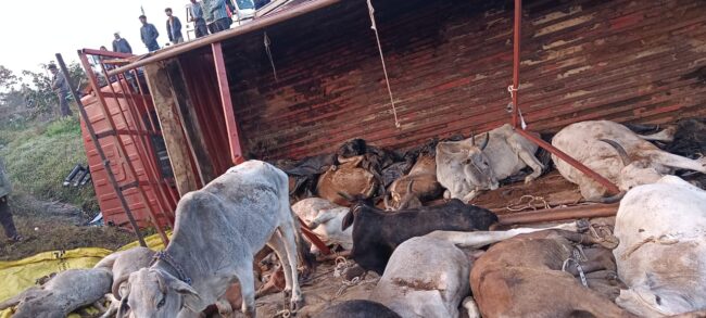 Betul Today News: गेहुबारसा के पास गौवंश से भरा ट्रक पलटा, 19 मवेशियों की मौत, पुलिस की सक्रियता से ट्रक चालक को पकड़ा