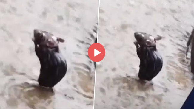 Chuhe Ka Video: तेज बारिश में रगड़-रगड़ कर नहाता दिखा नन्‍हा चूहा यूजर्स, बोले- इंसानों को लेनी चाहिए सीख