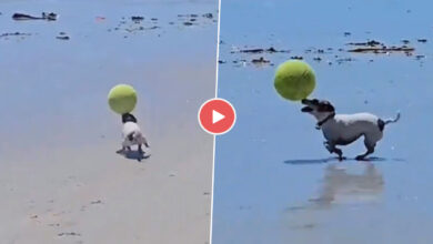 Dog Ka Video: समुद्र किनारें खिलाड़ी की तरह बॉल से खेलता नजर आया कुत्‍ता, देखें मजेदार वीडियों...
