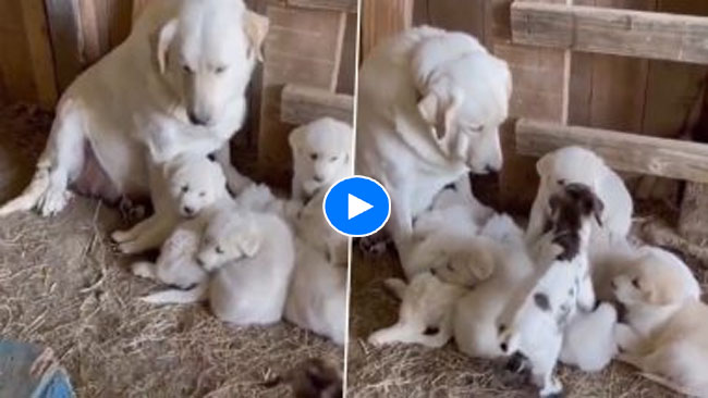 Baby goat & Dog Video: डॉग पिल्‍लों के बीच जा बैठी नन्‍ही बकरी, आगे जो हुआ उसे देख भावुक हो जाएंगे आप...