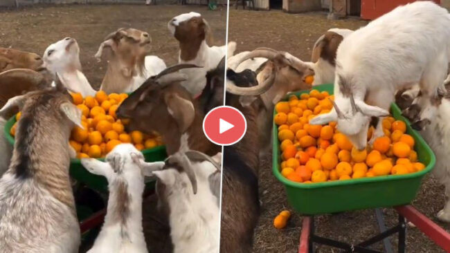 Gots Viral Video: संतरे के ठेले को देखकर उस पर टूट पड़ी बकरियां, जमकर जमकर उड़ाने लगी दावत, देखें वीडियो...