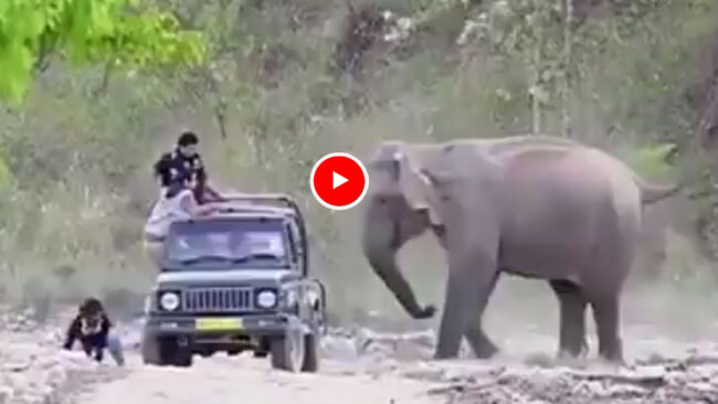 Hathi Ka Funny Video: हाथी ने किया गजब का ‘प्रैंक’ एक ही पल में पर्यटकों की हो गई हालत खराब, देखें मजेदार वीडियों...