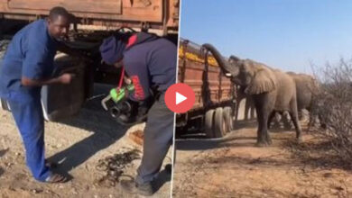 Hathi Ka Video: ट्रक को हाथियों के झुंड ने रोका वसूला टोल टैक्स, Video देख यूजर्स बोले 'कितनी प्यारी है जंगल की पुलिस'