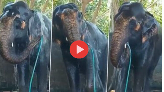 Hathi Ka Video: सूंड में पाइप फंसाकर नहाता नजर आया हाथी, इस अदा ने जीता लोगों का दिल, यूजर्स बोले 'आत्मनिर्भर गजराज'