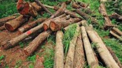 Forest Department News: बैतूल के वन विभाग में रामराज्य, सीसीएफ की महीनों से नियुक्ति नहीं, मर्जी के मालिक डीएफओ, अधीनस्थों पर नियंत्रण नहीं होने से बिगड़े हालात