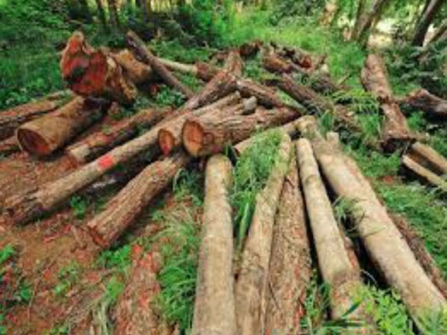 Forest Department News: बैतूल के वन विभाग में रामराज्य, सीसीएफ की महीनों से नियुक्ति नहीं, मर्जी के मालिक डीएफओ, अधीनस्थों पर नियंत्रण नहीं होने से बिगड़े हालात