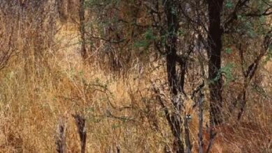 Optical Illusion : आप भी रखते है बांज की नजर तो 3 सेकेंड में जंगल में छिपे हिरण को ढुंढ कर बताएं