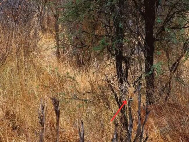 Optical Illusion : आप भी रखते है बांज की नजर तो 3 सेकेंड में जंगल में छिपे हिरण को ढुंढ कर बताएं
