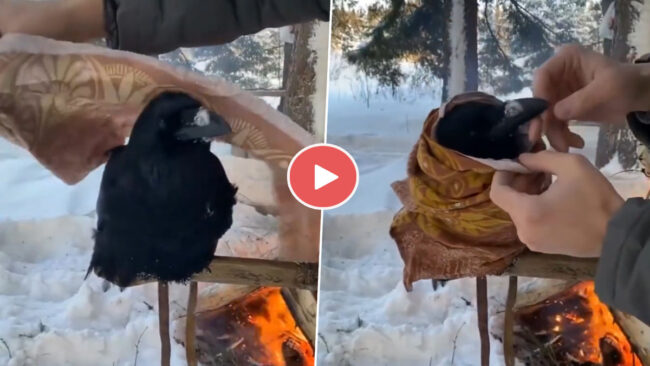 Kauwa Ka Viral Video: कड़ाके की ठंड से कौवे को बचाने के लिए युवक ने ऐसा किया ऐसा जुगाड़, जीत लिया सबका दिन देखें वीडियो