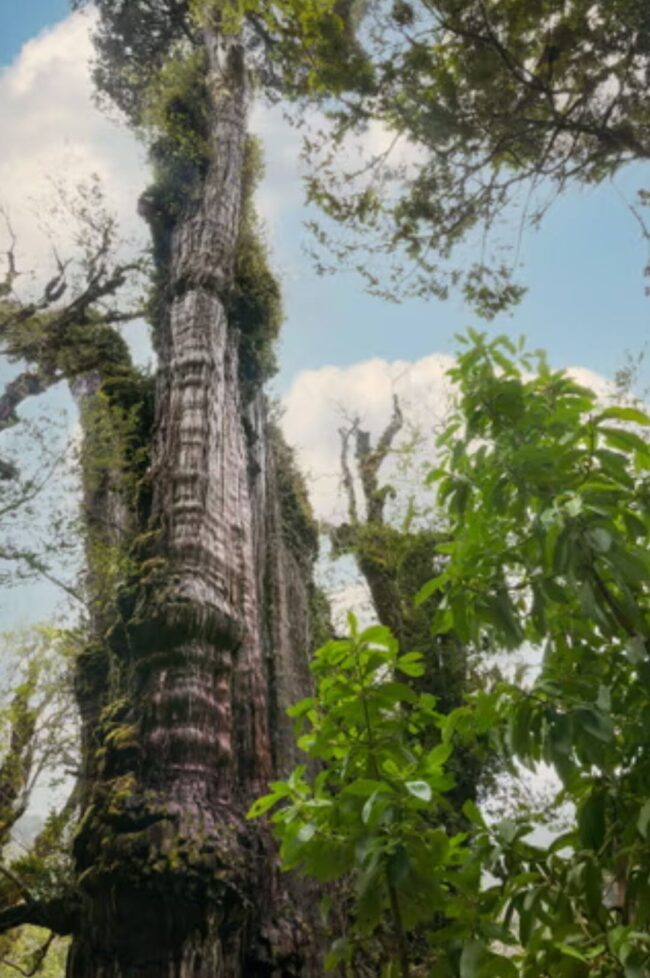 Oldest Tree: महाभारत काल से भी पुराना है धरती का सबसे पुराना पेड़, जाने क्‍या है इसका इतिहस