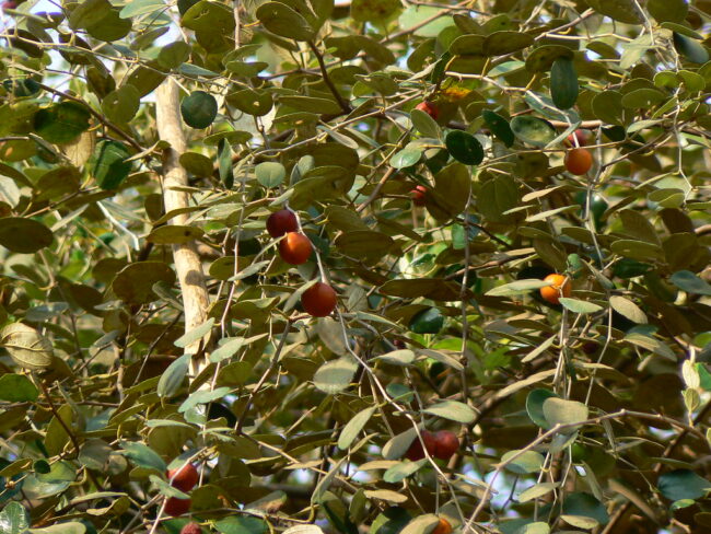 Ber Ke Fayde: माता सरस्‍वती के प्रिय बेर में छुपा है सेहत का खजाना, मिलते है कई फायदे