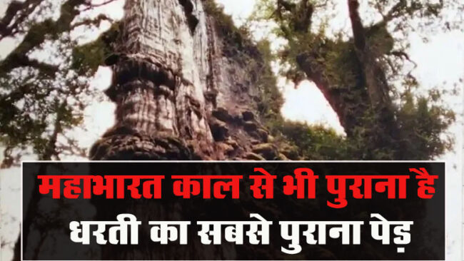 Oldest Tree: महाभारत काल से भी पुराना है धरती का सबसे पुराना पेड़, जाने क्‍या है इसका इतिहस