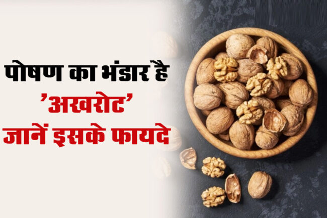 Walnut Benefits : पोषण का भंडार है अखरोट, रोज मुट्ठी भर खाएं और बीमारियों को दे झटका, जानें इसके फायदे...