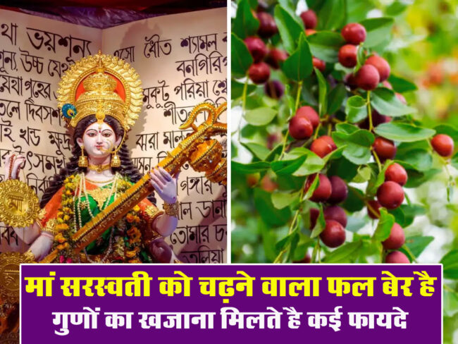 Ber Ke Fayde: माता सरस्‍वती के प्रिय बेर में छुपा है सेहत का खजाना, मिलते है कई फायदे