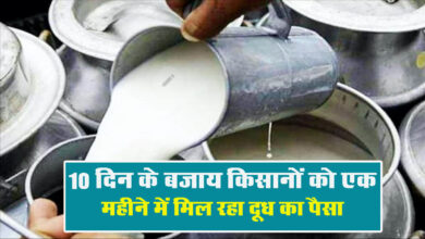 Betul Hindi Samachar : 10 दिन के बजाय किसानों को एक महीने में मिल रहा दूध का पैसा