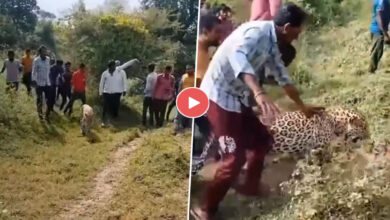 Leopard Viral Video: लोगो के भीड़ के साथ चुपचाप जाता दिखा तेंदुए, सच्‍चाई जान आप भी हो जाएंगे हैरान