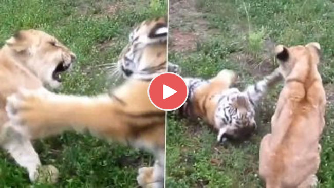 Lion vs Tiger Video: नन्हे शेर और बाघ के बीच हुई क्यूट फाइट का मजेदार वीडियो हुआ वायरल