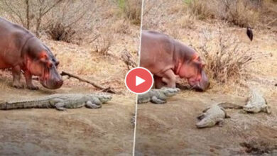 Viral Video: बेखौफ होकर मगरमच्छों के बीच घुमता नजर आया दरियाई घोड़ा, वीडियों देख हो जाएंगे हैरान आप