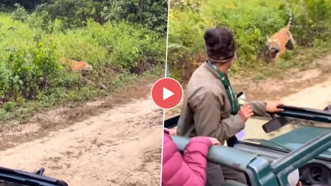 Tiger Viral Video: जंगल सफारी के दौरान अचानक सामने आया बाघ, फिर आगे जो हुआ उसे देख उड़ जाएंगे होश, देखें वीडियो...
