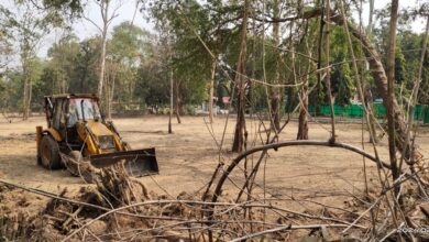 Betul Samachar: कलेक्टर बंगले में आधा सैकड़ा पेड़ों की कटाई, नगरपालिका से भी नहीं ली गई पेड़ों को काटने की अनुमति, मशीनों से काट दिए पेड़