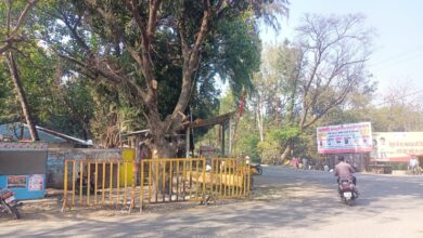 Today Betul News: कालेज चौराहे का हो रहा सौंदर्यीकरण, इसलिए हरे पेड़ की बलि चढ़ाई