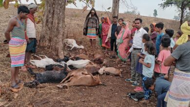 Betul Ki Taza Khabar: दामजीपुरा में आकाशीय बिजली का कहर, 15 से अधिक बकरियों की मौत, जिले में कई जगह झमाझम बारिश