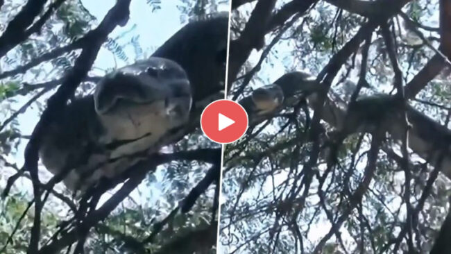 Anaconda Viral Video: पेड़ पर चढ़ा विशालकाय एनाकोंडा, जिसे देख आपके भी पसीने छूट जाएगे, देखें हैरान करने वाला