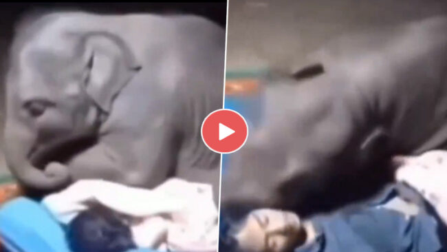Baby Elephant Video: अपने केयरटेकर के साथ सोने की कोशिश करता दिखा नन्‍हा हाथी, मनमोहक वीडियो हुआ वायरल