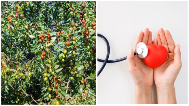 Ber Ke Fayde: माता सरस्‍वती के प्रिय बेर में छुपा है सेहत का खजाना, मिलते है कई फायदे