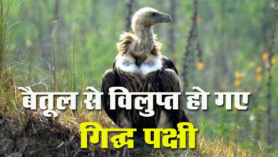 Betul News: बैतूल से विलुप्त हो गए गिद्ध पक्षी, तीन दिन हुए सर्वे में नहीं मिला एक भी गिद्ध