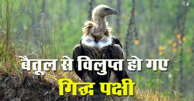 Betul News: बैतूल से विलुप्त हो गए गिद्ध पक्षी, तीन दिन हुए सर्वे में नहीं मिला एक भी गिद्ध