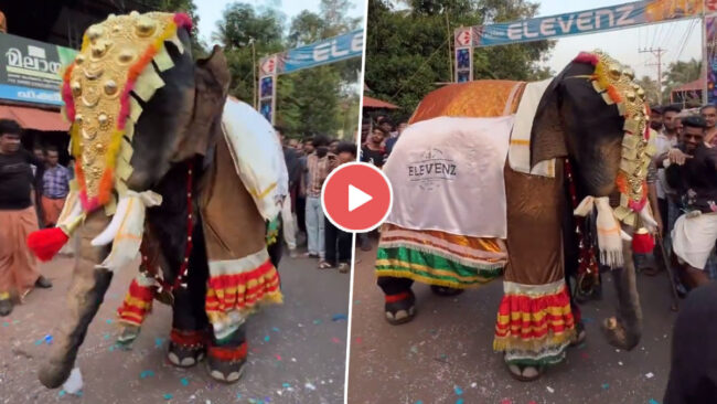 Hathi Ka Dance Video: ढोल पर मजे से झुमता नजर आया गजराज, जिसे देख आपका दिन बन जाएंगा, देखें वायरल वीडियो
