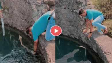 KING COBRA VIDEO: पानी मे फंसे किंग कोबरा को युवक ने हाथ से बाहर नीकाला, वीडियो हुआ वायरल